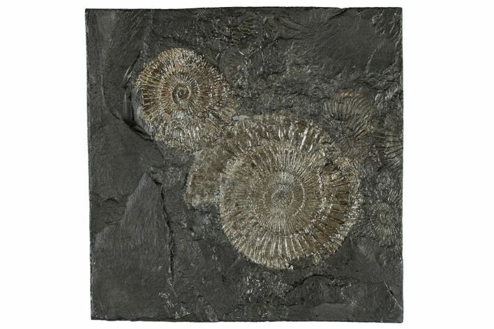 Fossil Ammonite (Dactylioceras) Cluster - Posidonia Shale, Germany #304984